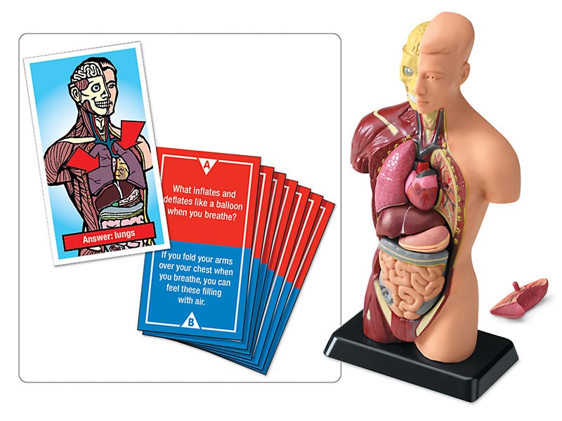 ID: Anatomical torso with one removable lung placed behind the model. Light gray suare has close-up of red and blue cards depicting an illustrated version of the model on one card with arrows pointing at the lungs and a question about the human lungs on the next card.