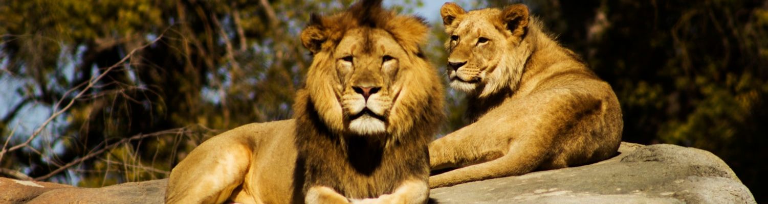 Virtual Visits & Tours header: Two lions on a rock